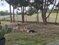 Pension Canine aubonrepos toulouse