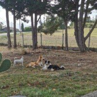 Pension Canine aubonrepos toulouse