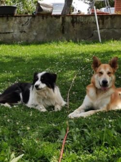 pension canine toulouse gers