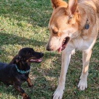 pension canine c'est moi le plus fort toulouse
