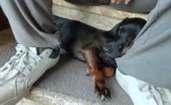 pension canine toulouse dodo