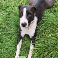 pension canine a moi la balle toulouse