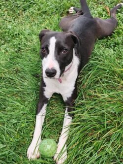 pension canine a moi la balle toulouse