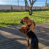 pensione canine coucher de soleil terrasse toulouse