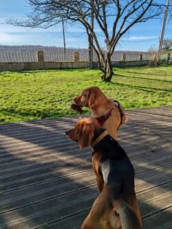 pensione canine coucher de soleil terrasse toulouse