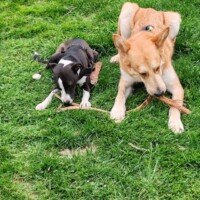 pension pour chien je mords la corde toulouse