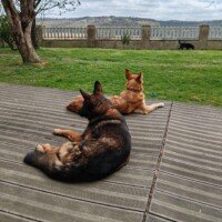 pension pour chien tranquille sur la terrasse toulouse