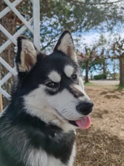 pensione pour chien portrait toulouse