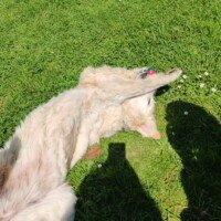 pension canine sur le dos toulouse